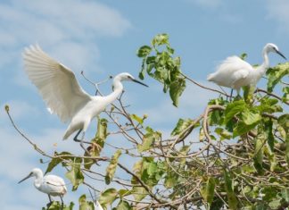 Tham quan vườn cò Bằng Lăng – điểm du lịch dân giã nổi tiếng Cần Thơ Tham quan vườn cò Bằng Lăng - điểm du lịch dân giã nổi tiếng Cần Thơ